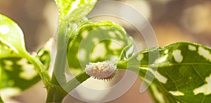 Mealy bug on hypoestes phyllostachya