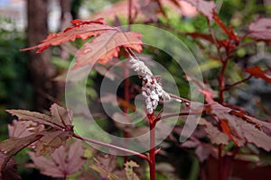 Mealy bug infest to plant, sucking insect