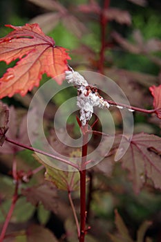 Mealy bug infest to plant, sucking insect