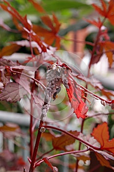 Mealy bug infest to plant, sucking insect