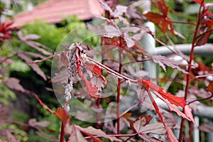 Mealy bug infest to plant, sucking insect