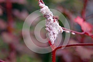 Mealy bug infest to plant, sucking insect