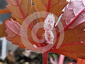 Mealy bug infest on young leaf and shoot