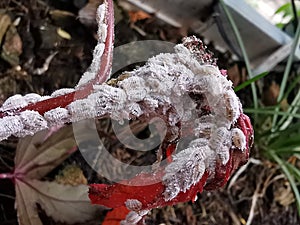 Mealy bug infest on young leaf and shoot