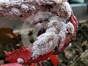 Mealy bug infest on young leaf and shoot