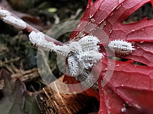 Mealy bug infest on young leaf and shoot