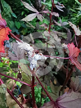 Mealy bug infest on young leaf and shoot photo