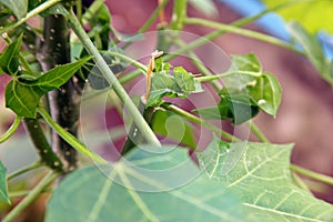 Mealy bug infested on crop