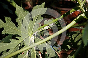 Mealy bug infested on papaya leaf