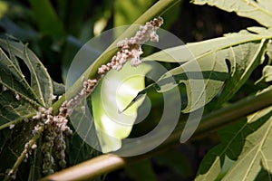 Mealy bug infested on papaya leaf