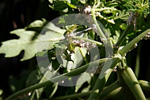 Mealy bug infested on papaya leaf