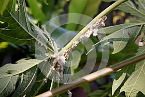 Mealy bug infested on papaya leaf