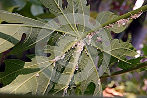 Mealy bug infested on papaya leaf