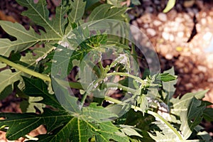 Mealy bug infested on papaya leaf