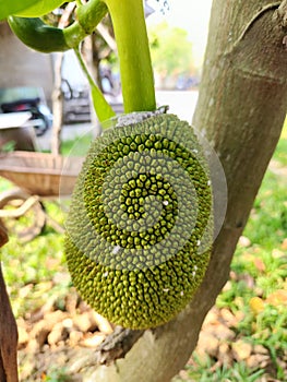 Mealy bug (Planococcus lilacinus) attack on young jackfruit