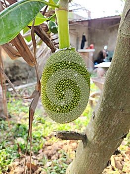 Mealy bug (Planococcus lilacinus) attack on young jackfruit
