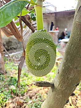 Mealy bug (Planococcus lilacinus) attack on young jackfruit photo