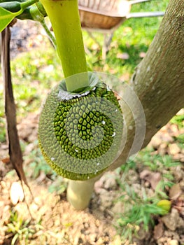 Mealy bug (Planococcus lilacinus) attack on young jackfruit