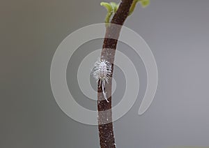 Mealy bug on the stalk of a avocado plant.