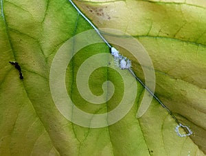 Mealy bugs on green leaf