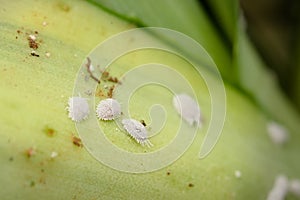 Mealy bugs insect pest on the leaf.