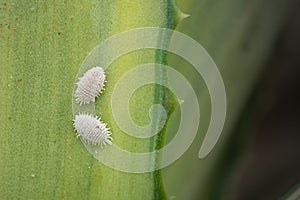 Mealy bugs on plant leaf.