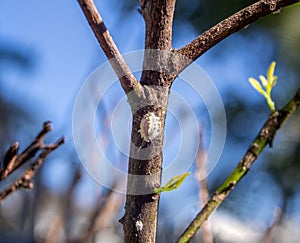 Mealy bugs plant sucking pests on branch