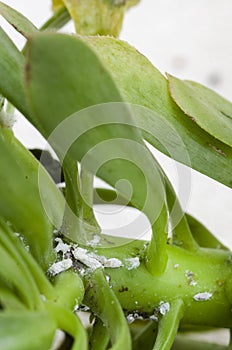 mealy bugs on succulents close-up