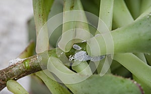 mealy bugs on succulents close-up