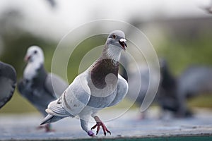 mealy color of homing pigeon outdoor exercise training before racing season begin