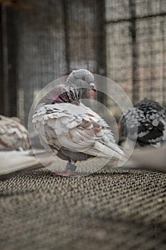 mealy color of homing pigeon preening feather in home loft , pigeon racing is one of most popular sport activity in belgium and
