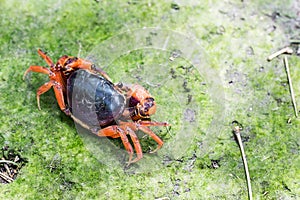 Mealy crab(Thaipotamon chulabhorn)