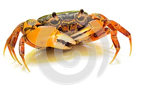 Mealy crab(Thaipotamon chulabhorn)
