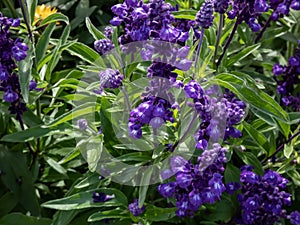 Mealy cup sage (Salvia farinacea) \'Evolution violet\' flowering with violet flower spikes in the garden