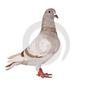 Mealy feather of homing pigeon bird isolated white background