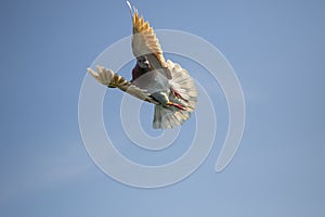 Mealy feather homing pigeon flying against clear blue sky