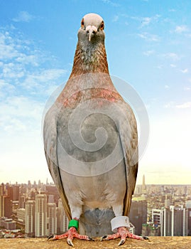 Mealy feather homing pigeon wearing gps tracking standin against city skyscraper