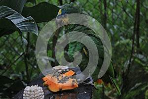 A mealy parrot, Amazona farinosa, hold in captivity in a zoo and eating papaya and maiz