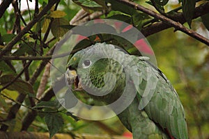 Mealy parrot in front of bougainvillea