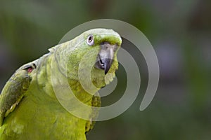 Mealy parrot portrait, Amazona farinosa. Large, bright green parrot of humid evergreen forest