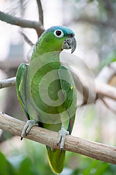 mealy parrot standing on the branch of a tree