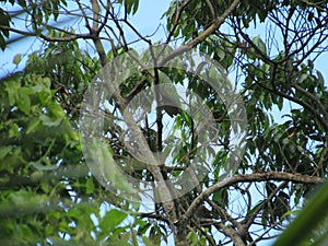 A mealy parrot on a tree branch in Ilhabela city, SP, Brazil.