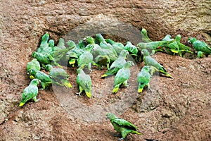 Mealy Parrots at a clay lick