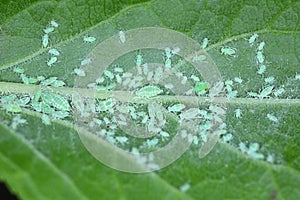 Mealy plum aphid Hyalopterus pruni infestation on the underside of a plum leaf