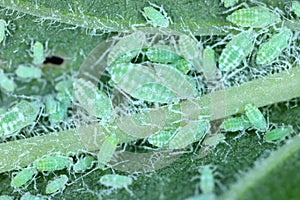Mealy plum aphid Hyalopterus pruni infestation on the underside of a plum leaf