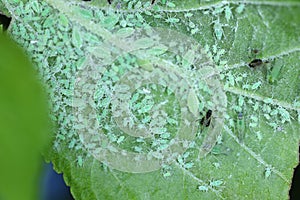 Mealy plum aphid Hyalopterus pruni infestation on the underside of a plum leaf