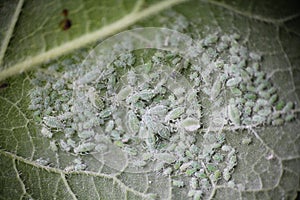 Mealy plum aphid Hyalopterus pruni on plum leaf