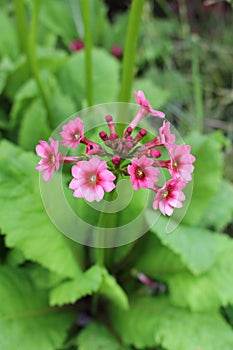 Mealy Primrose flowers - Primula Pulverulenta