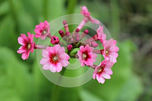 Mealy Primrose flowers - Primula Pulverulenta