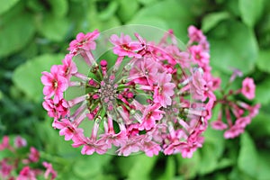 Mealy Primrose flowers - Primula Pulverulenta